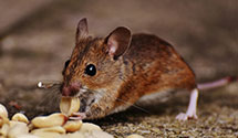24 Hour & Emergency Exterminators in Edmund, SC